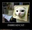 492x454px-LL-b4ae542b_demotivational-posters-inbread-cat.webp
