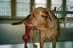 img010.webp