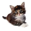 cat.webp