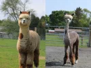alpaca.webp
