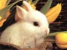 bunny.webp