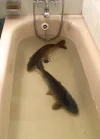 carp.webp