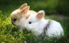cute-fluffy-bunny-1.jpg