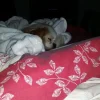 ollie.webp