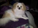 ollie2.webp