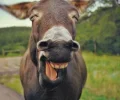 Donkey.webp Donkey.webp