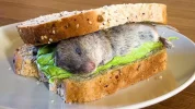 mouse.webp
