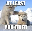 lSYDV.webp