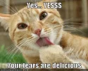 meme-tears-evilcat.webp meme-tears-evilcat.webp