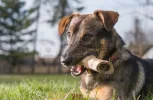 dog w a bone.webp dog w a bone.webp