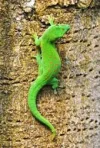 madagascar-day-gecko.webp