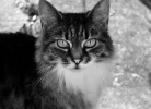 tabby.webp