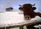 cow.webp