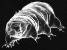 tardigrade.webp