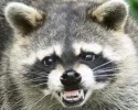 coon.webp