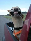 grin.webp