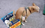 Crap Cool Cat.webp