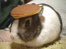 bunny_pancake.webp
