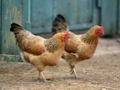 chicken 2.webp