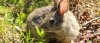 Conservation-New-England-Cottontail1.jpg