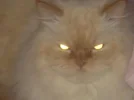 bingot-albums-bingot-s-pics-picture25454-evil-wiskers.webp