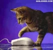 catmouse1.webp catmouse1.webp