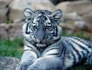 Maltese-Tiger.webp Maltese-Tiger.webp