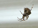 spider.webp