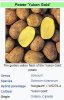 yukon gold potato.jpg