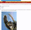turt1.webp