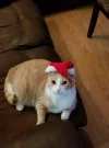 Mischief xmas.webp