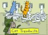 cat tredmills.jpg