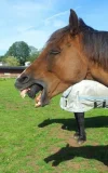 alienhorse.webp