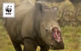 Rhino.webp