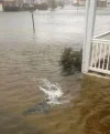a shark in nj..webp a shark in nj..webp