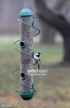 bird.webp bird.webp