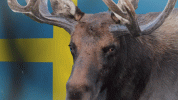 moose.gif