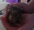 Tuttie.webp Tuttie.webp