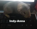 Indy-Anna.webp Indy-Anna.webp