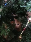 kitty.webp