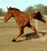 race-horse.gif