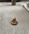 poop.webp