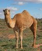 camella.jpg