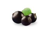 currant.webp currant.webp