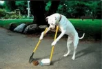 poop-scoop-dog2.webp