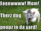 funny-pictures-kitten-steps-in-dog-poop1.webp