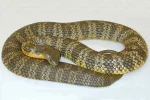 Tiger-Snake(1).webp