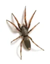 white-tailed-spider.webp