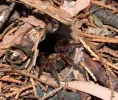 Sydney-brown-trapdoor-spider-JohanCG-Fagerholm.webp