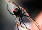 redback-spider.webp